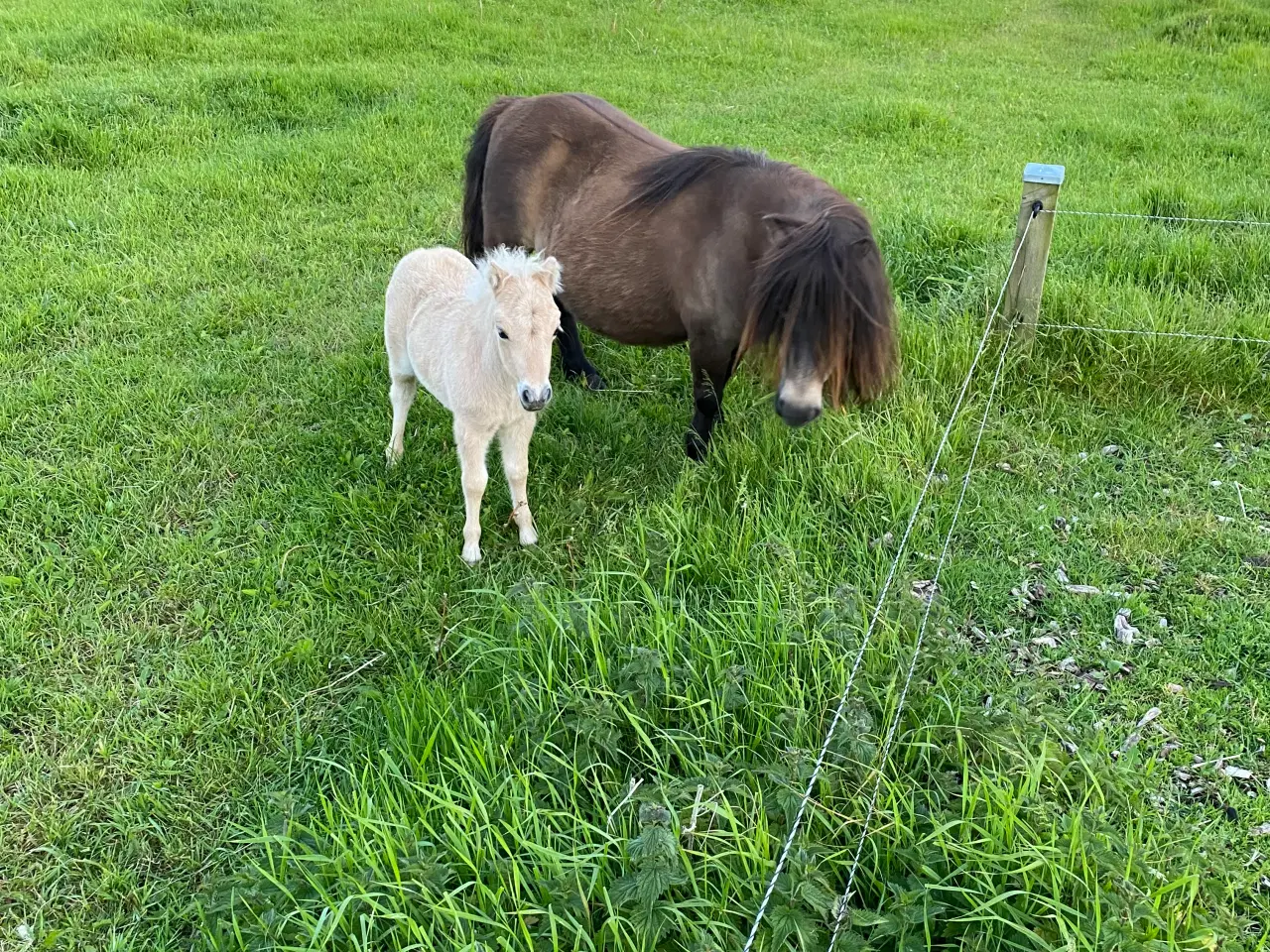 Billede 5 - Shetlænder avlshoppe med masser af hår.