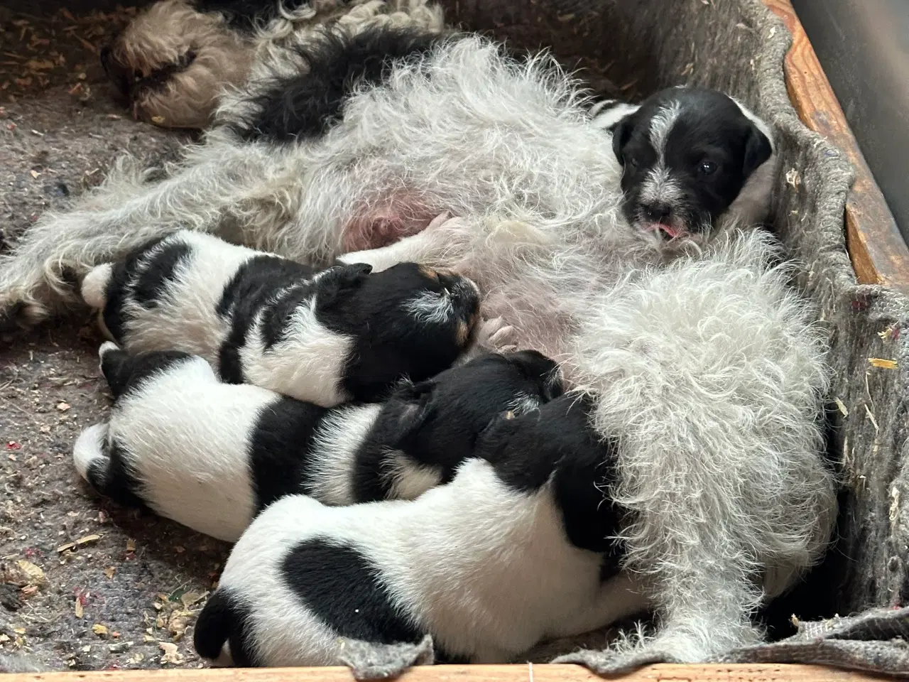 Billede 4 - Jack Russell Hund