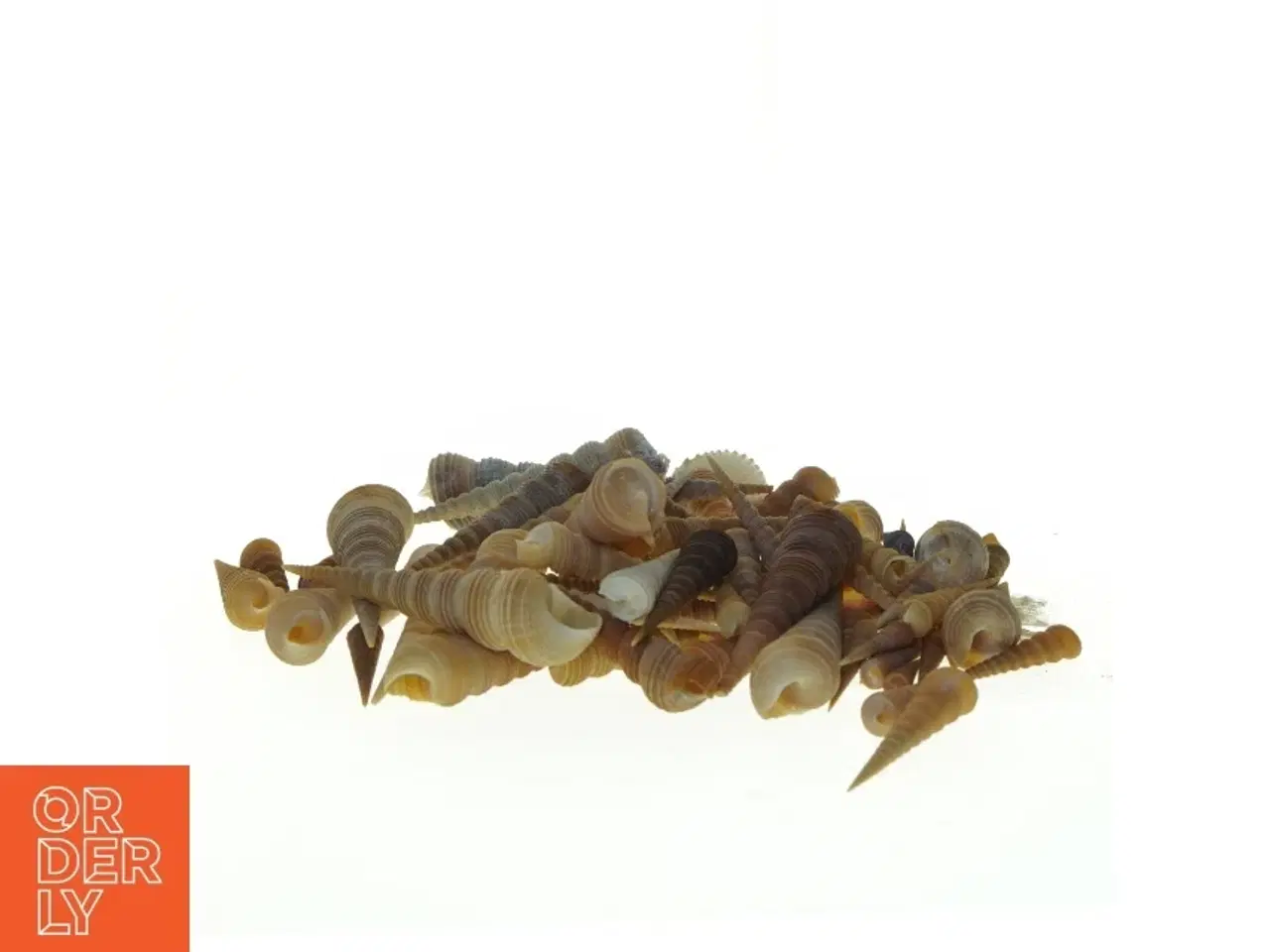 Billede 2 - Samling af eremit krebs strandskaller (str. 3,5 x 1 cm til 13 x, 3 cm)