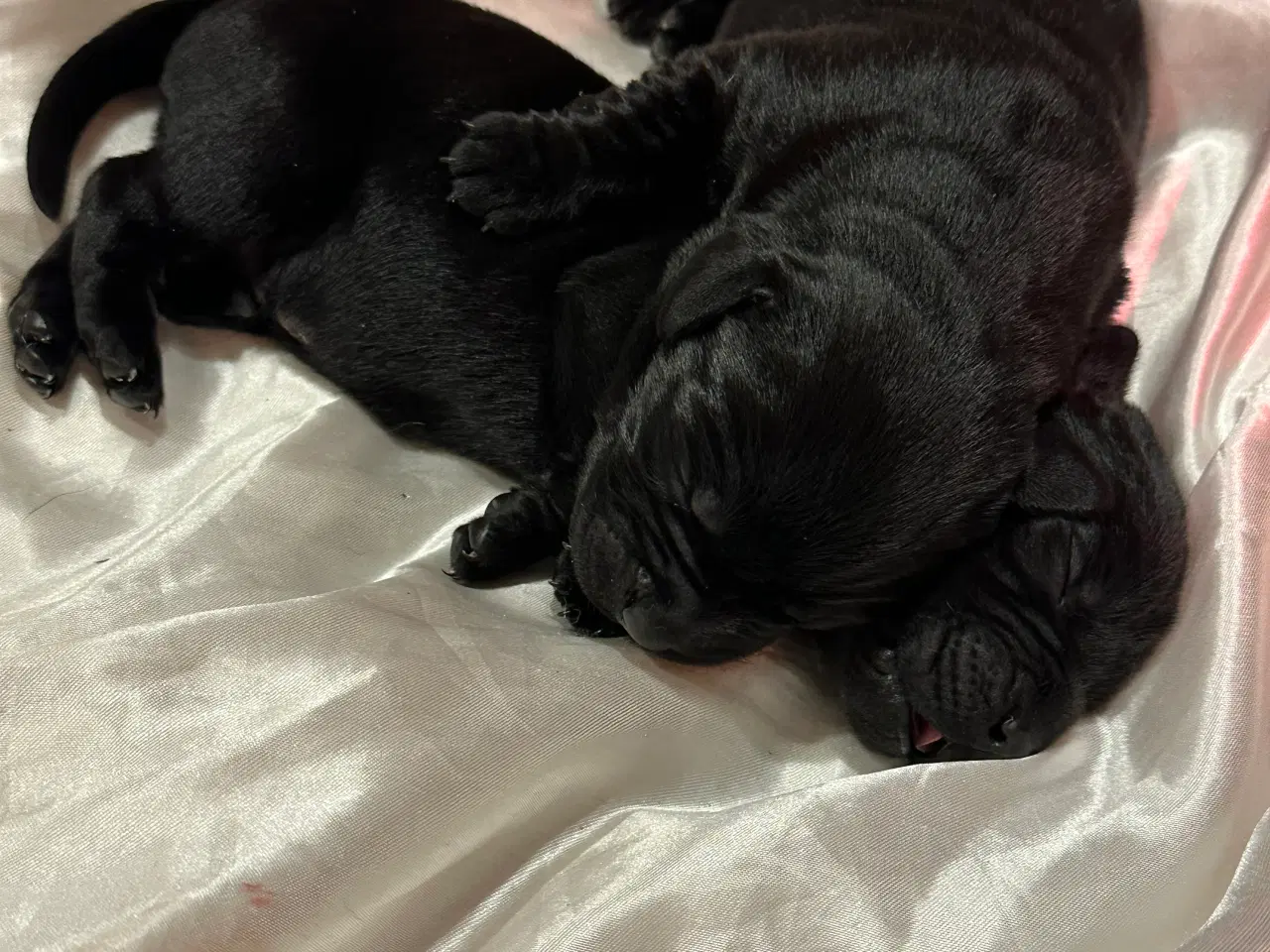 Billede 5 - Lækre Labrador Hvalpe Basser😍 til salg 