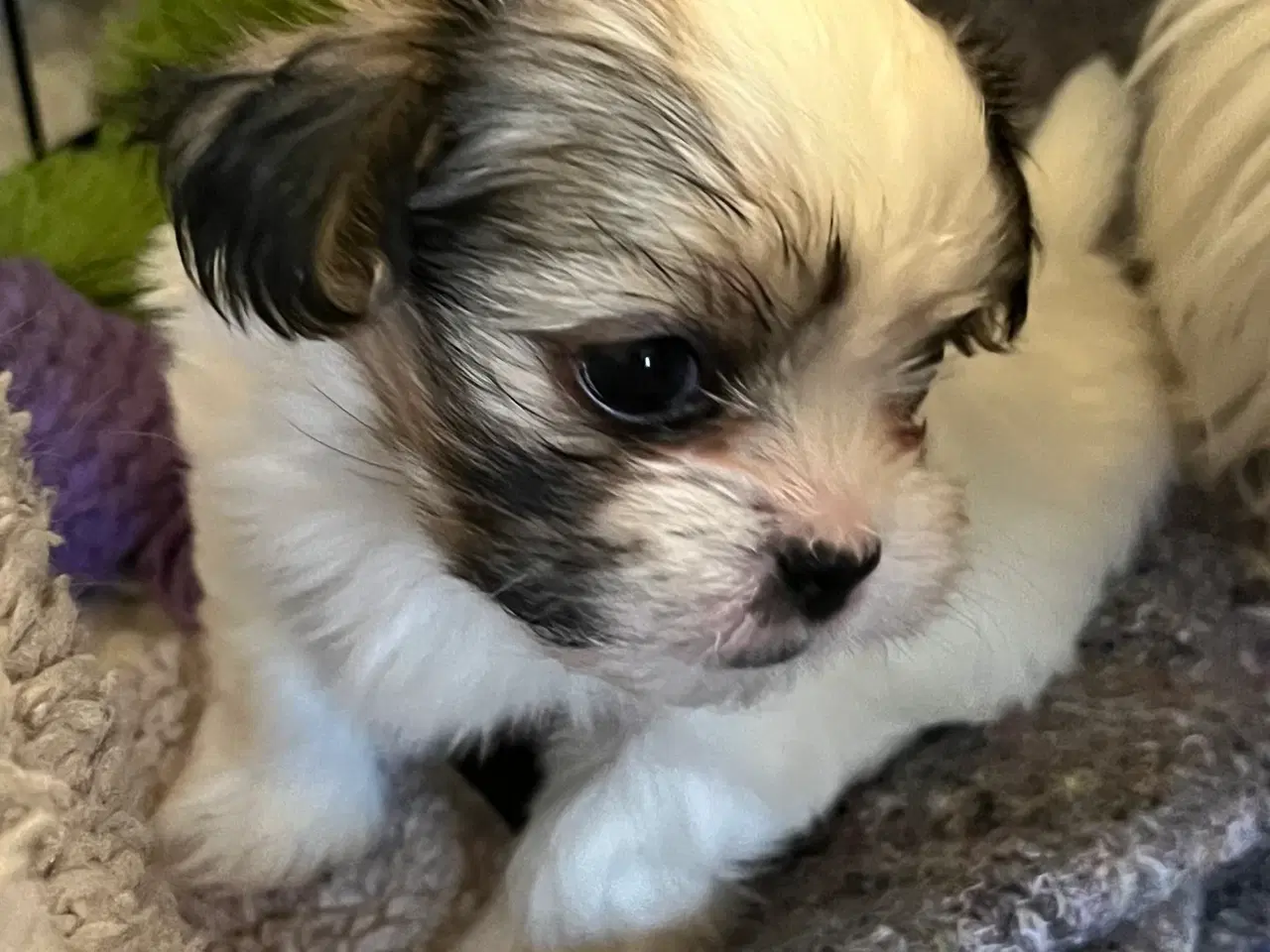 Billede 5 - Shih Tzu / Malteser Hvalpe