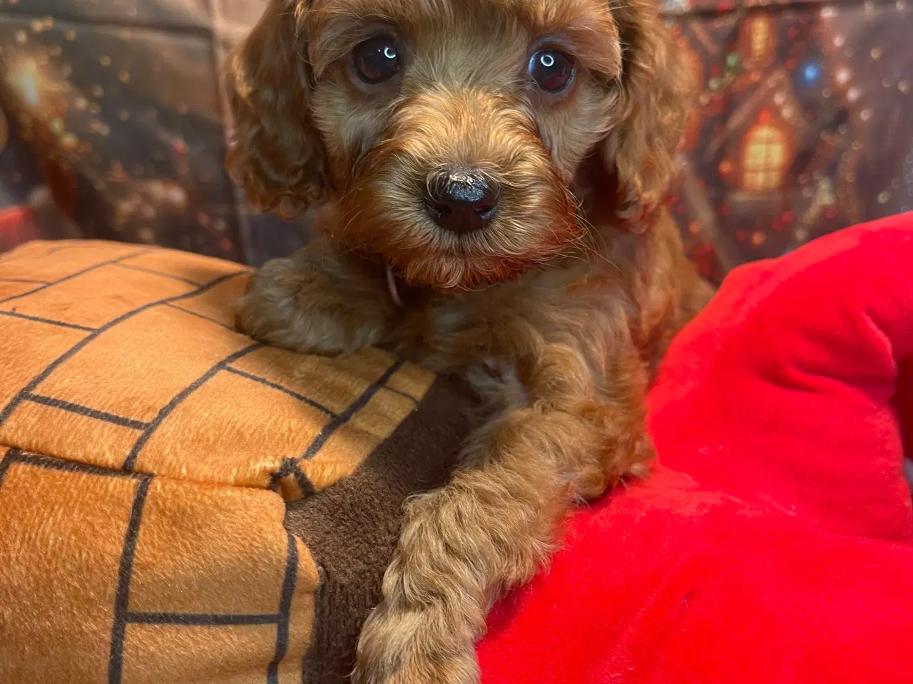 Billede 8 - Mini Amerikansk Cockapoo