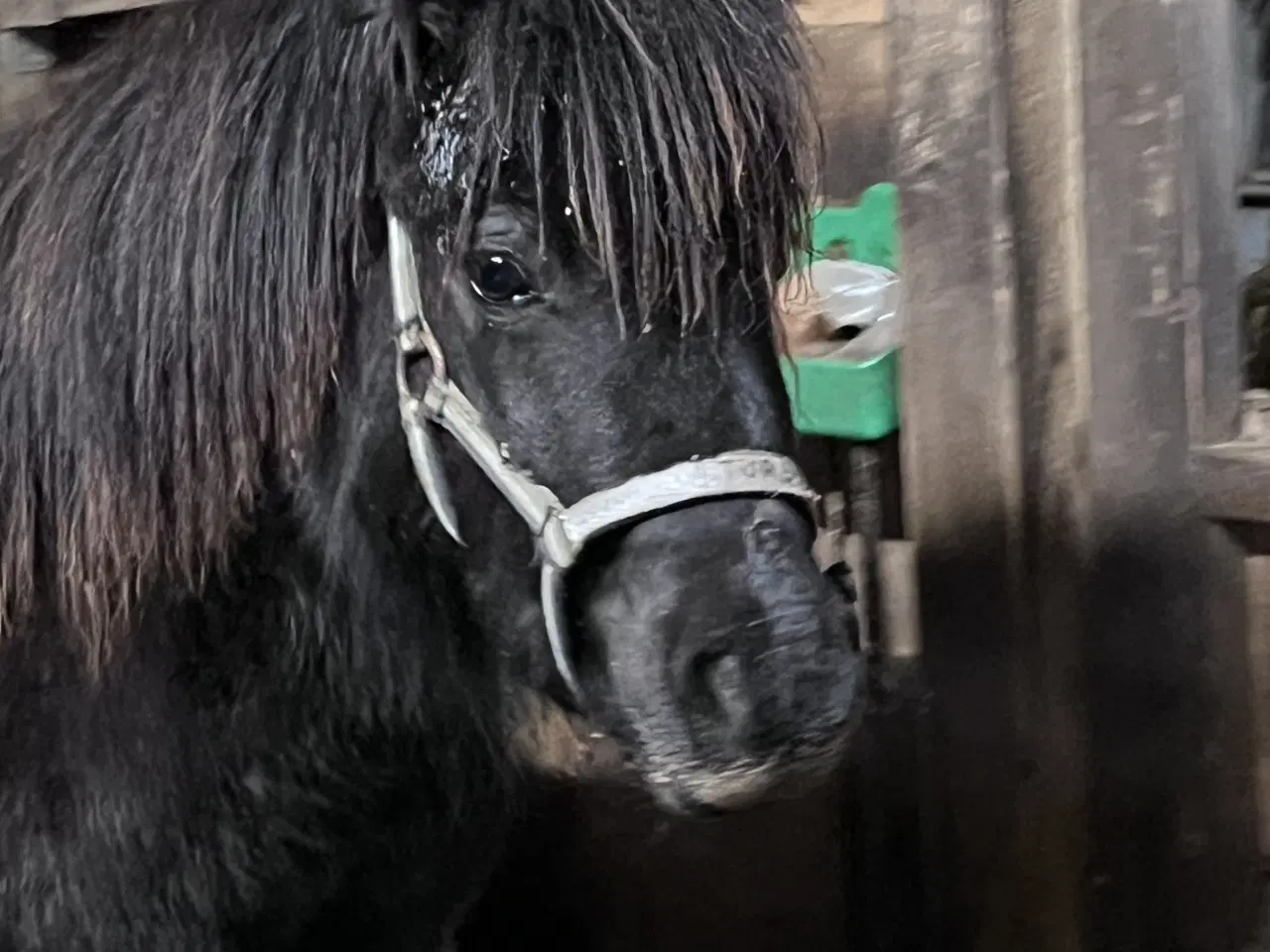 Billede 11 - Hingste føl