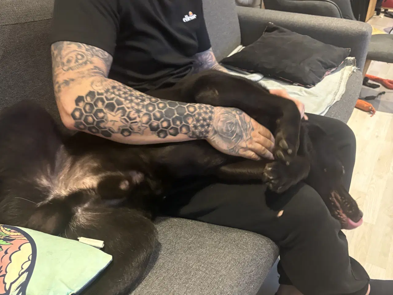 Billede 2 - Brun labrador hund