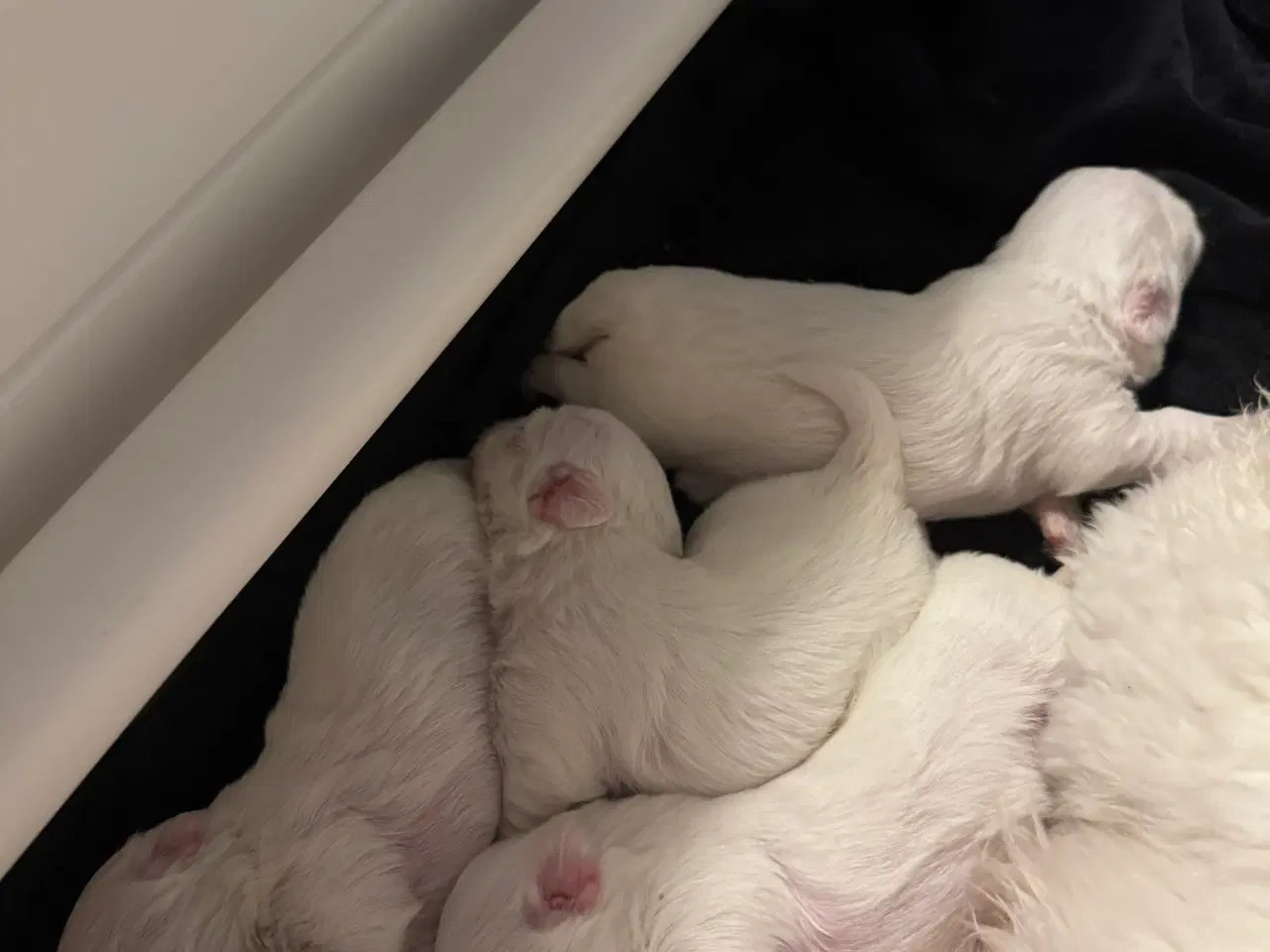 Billede 5 - Coton de tulear med stamtavle