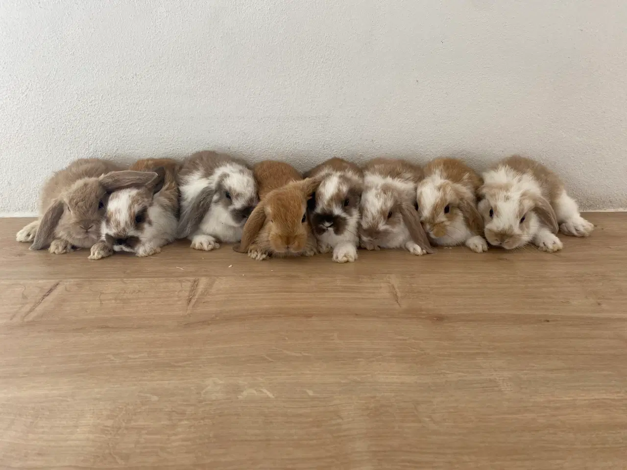 Billede 8 - Minilop & Dværgvædder kaninunger