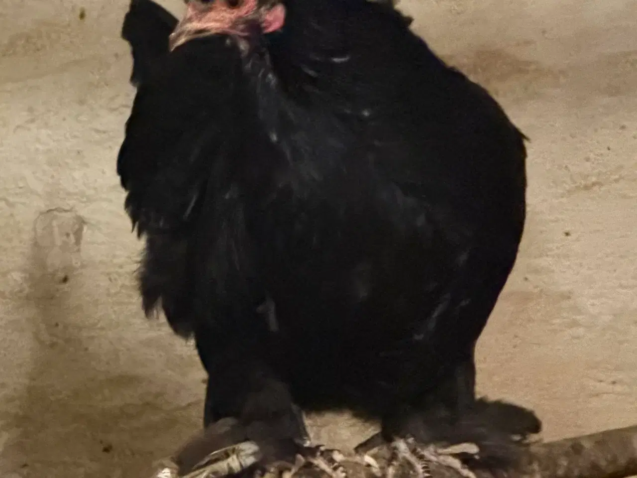 Billede 5 - Dværg blandings høner