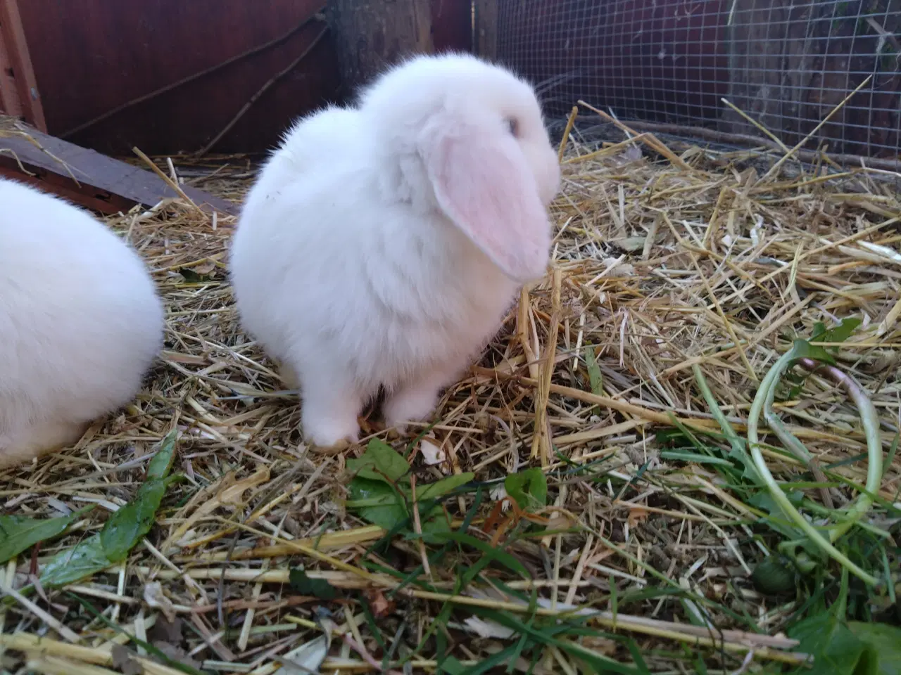 Billede 4 - Smukke minilop kaniner 