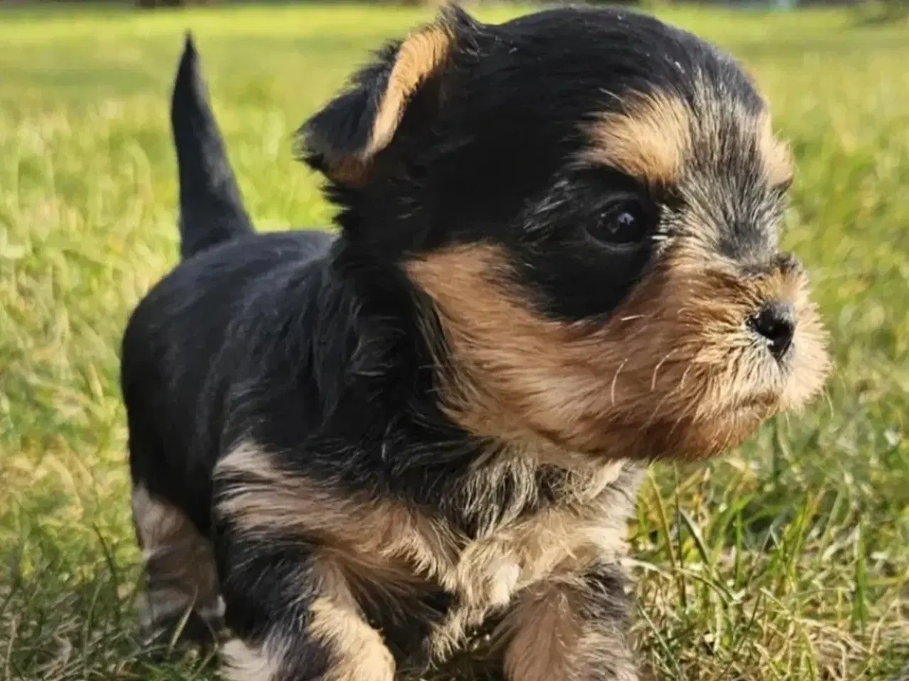 Billede 6 - Yorkshire terrier hvalpe søger kærlige hjem