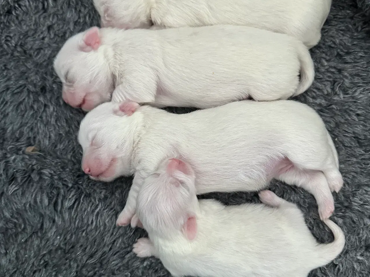 Billede 1 - Lækre coton de tulear hvalpe 