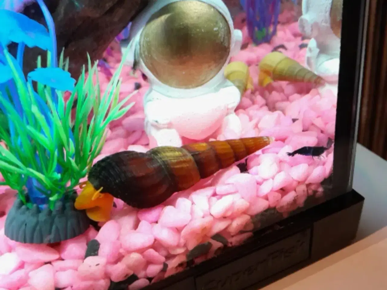 Billede 2 - Blå rejer