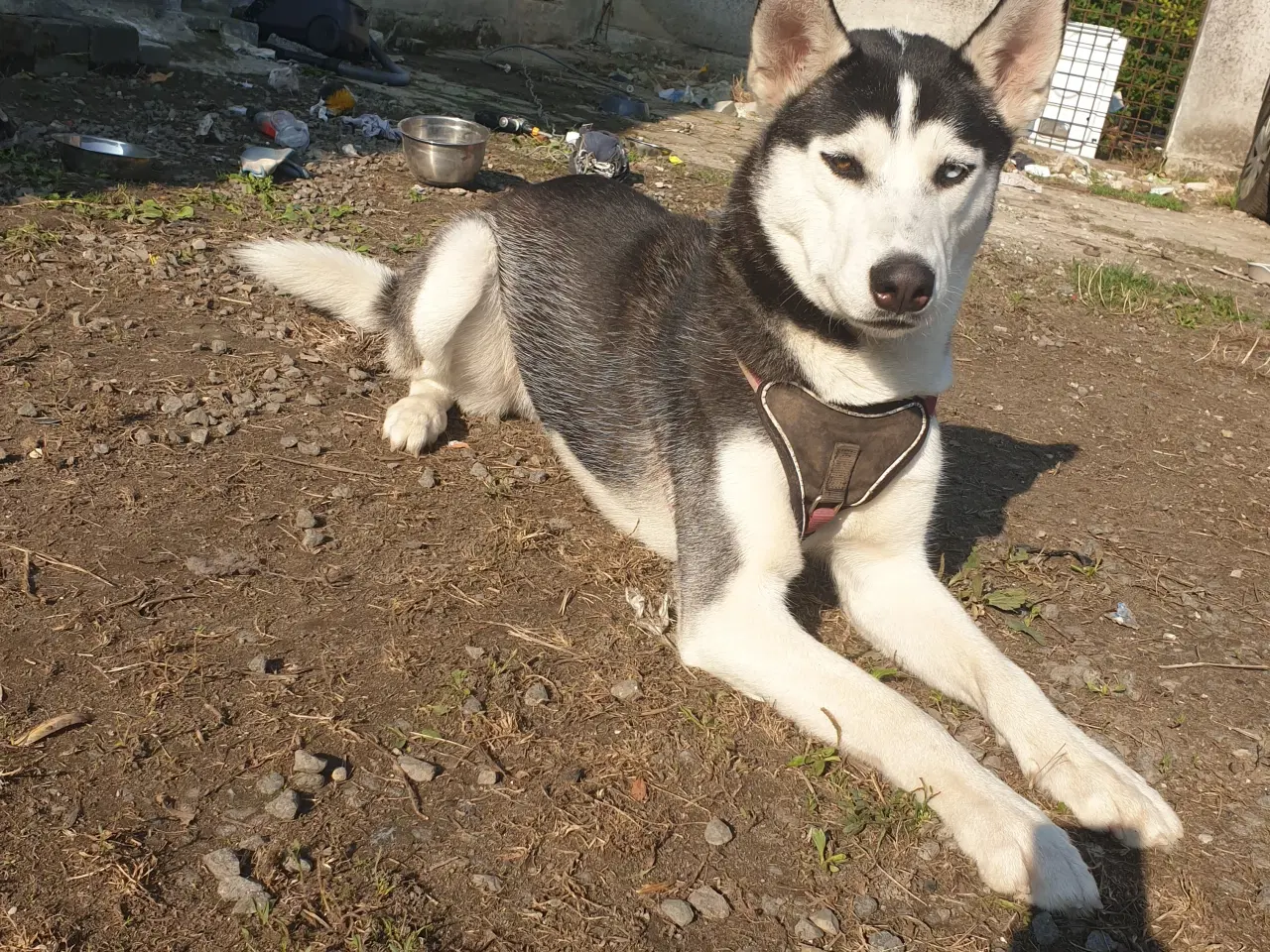 Billede 2 - Siberian Husky 