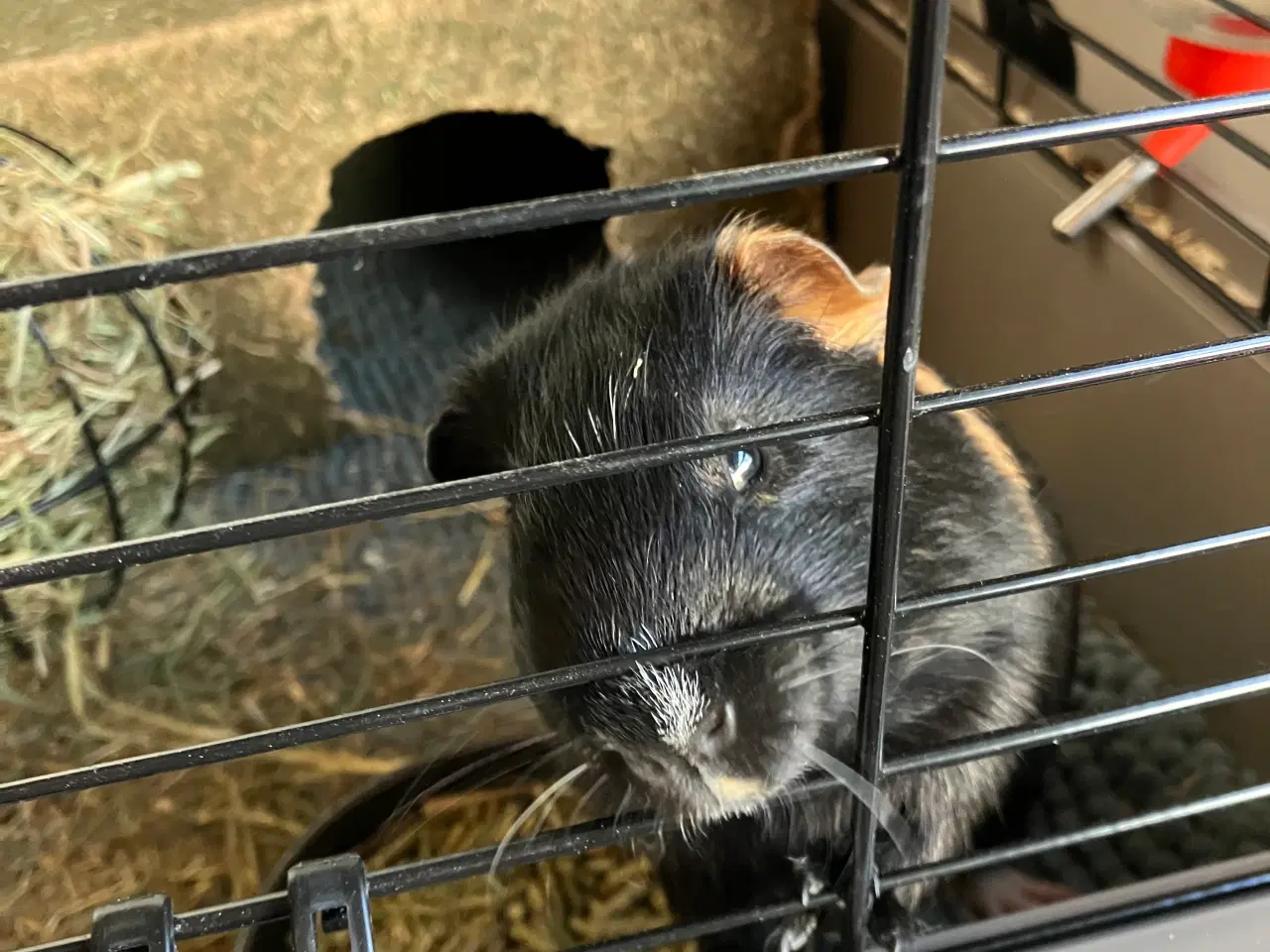 Billede 2 - Marsvin med bur mm
