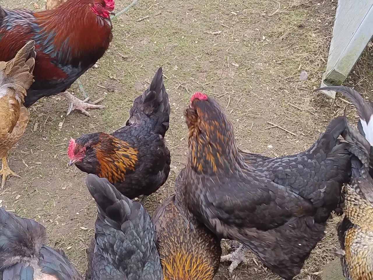 Billede 1 - ruge æg sælges