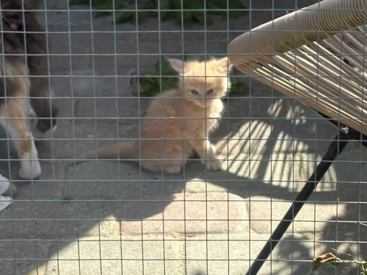 Billede 13 - Dejlige smukke og flotte