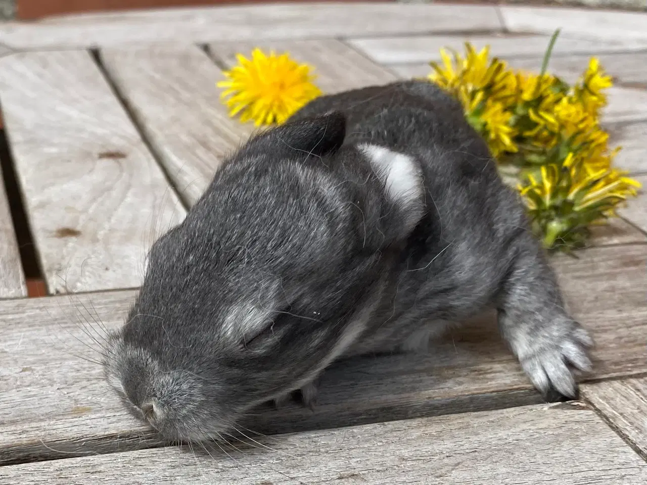 Billede 4 - FRANSK VÆDDER HAN CHINCHILLA