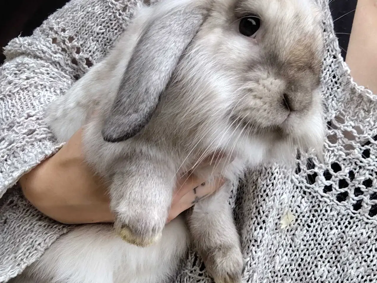 Billede 4 - Kastreret Lion-Lop 6 mdr 🐰