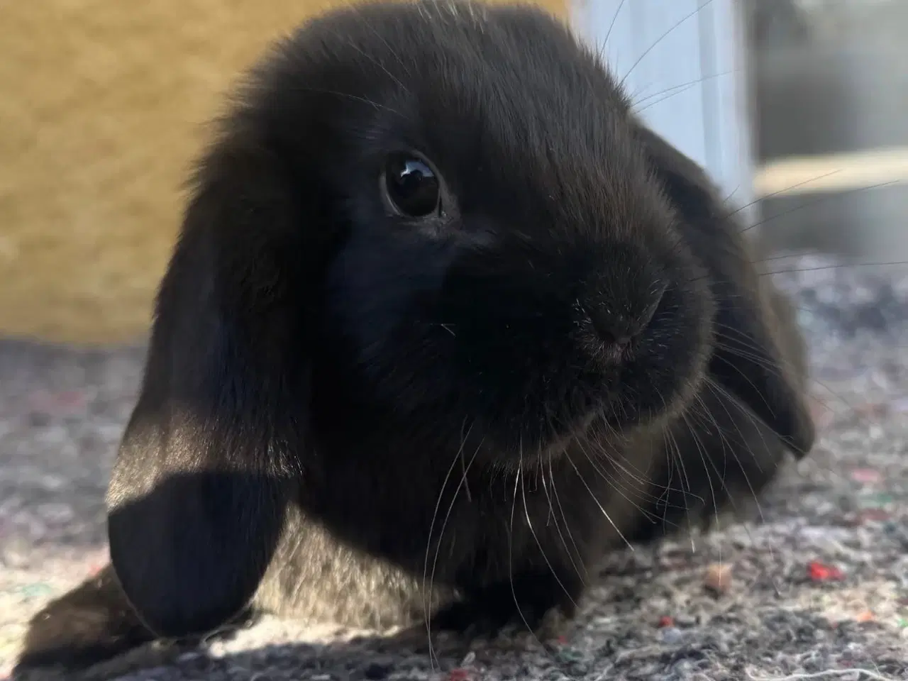 Billede 3 - Han Dværgvædder unger sælges 