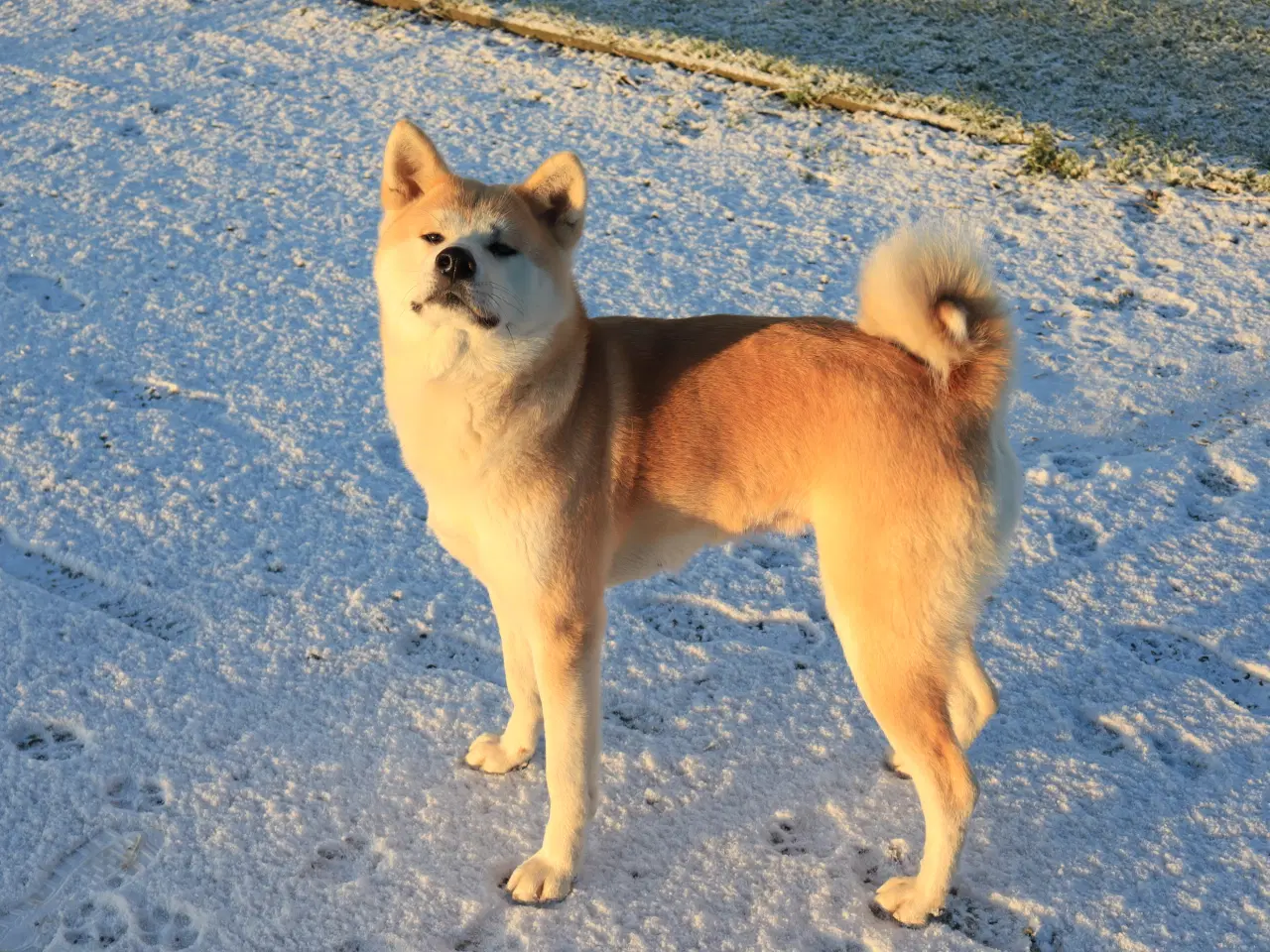 Billede 8 - Akita inu Hundehvalp 