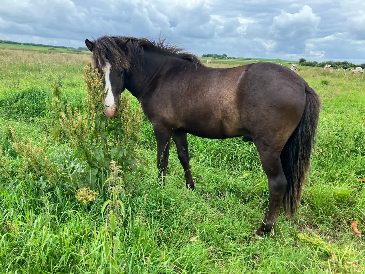 Billede 4 - Ponyhingst 1 år, 