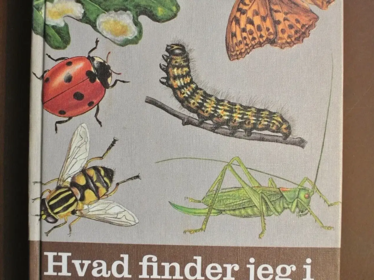 Billede 1 - hvad finder jeg i skoven, af g. mandahl-barth. ili