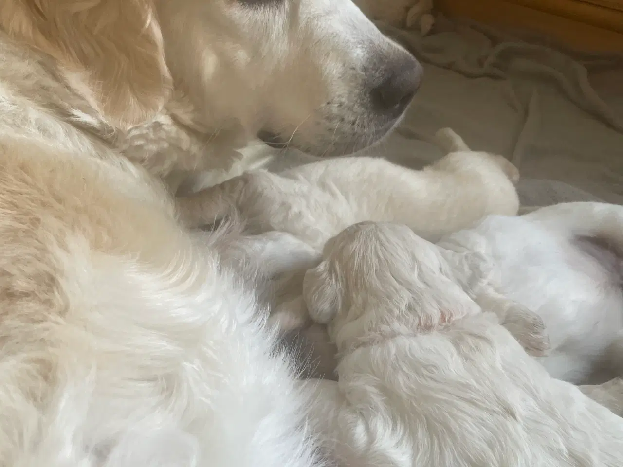 Billede 7 - Hvalpe - Goldendoodle
