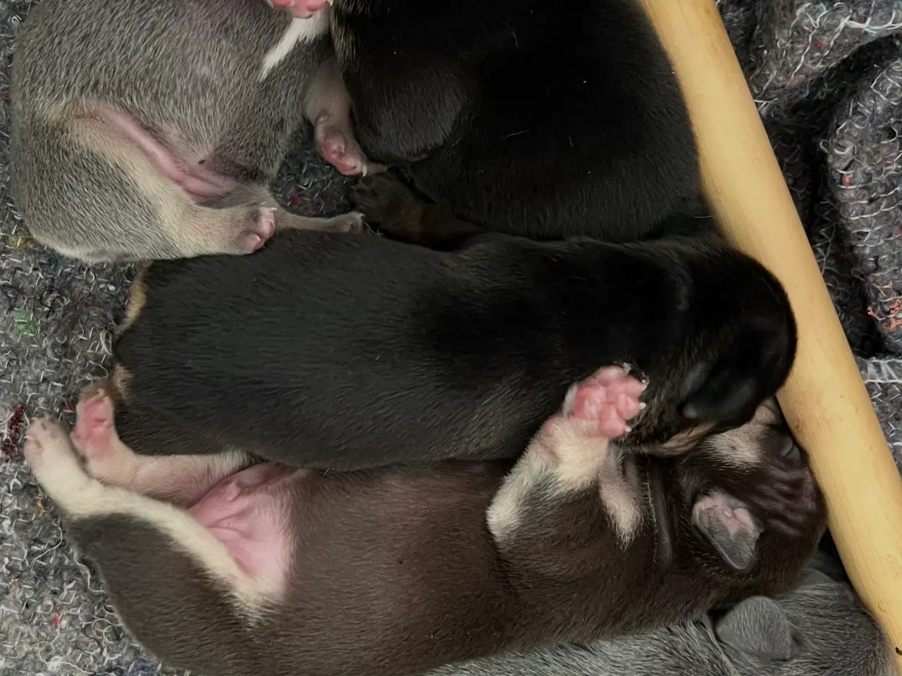 Billede 9 - Fransk bulldoghvalpe  pragteksemplar af forældre.