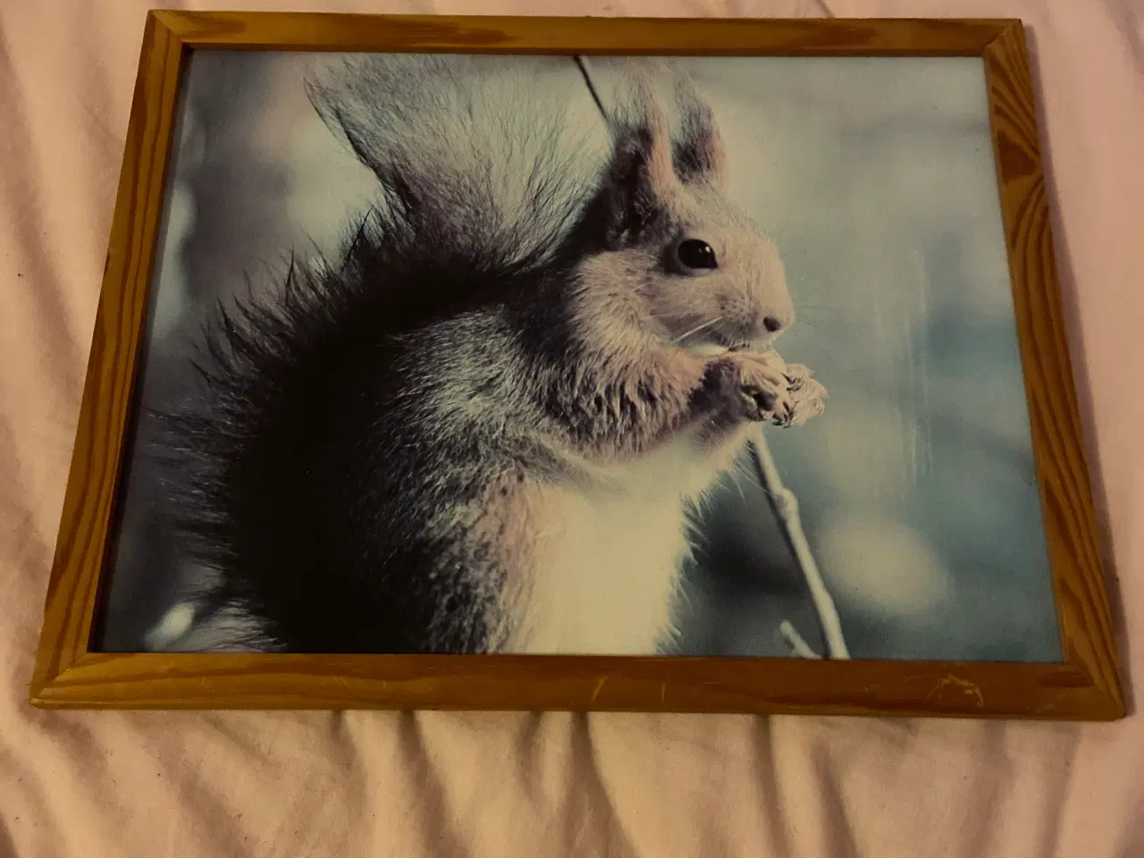 Billede 1 - Billede af et egern