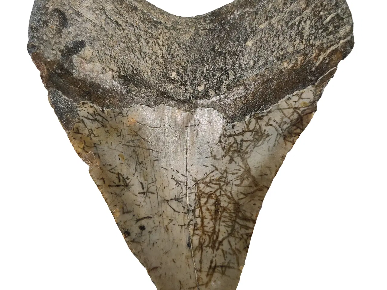 Billede 2 - Megalodon tand 12,6 cm