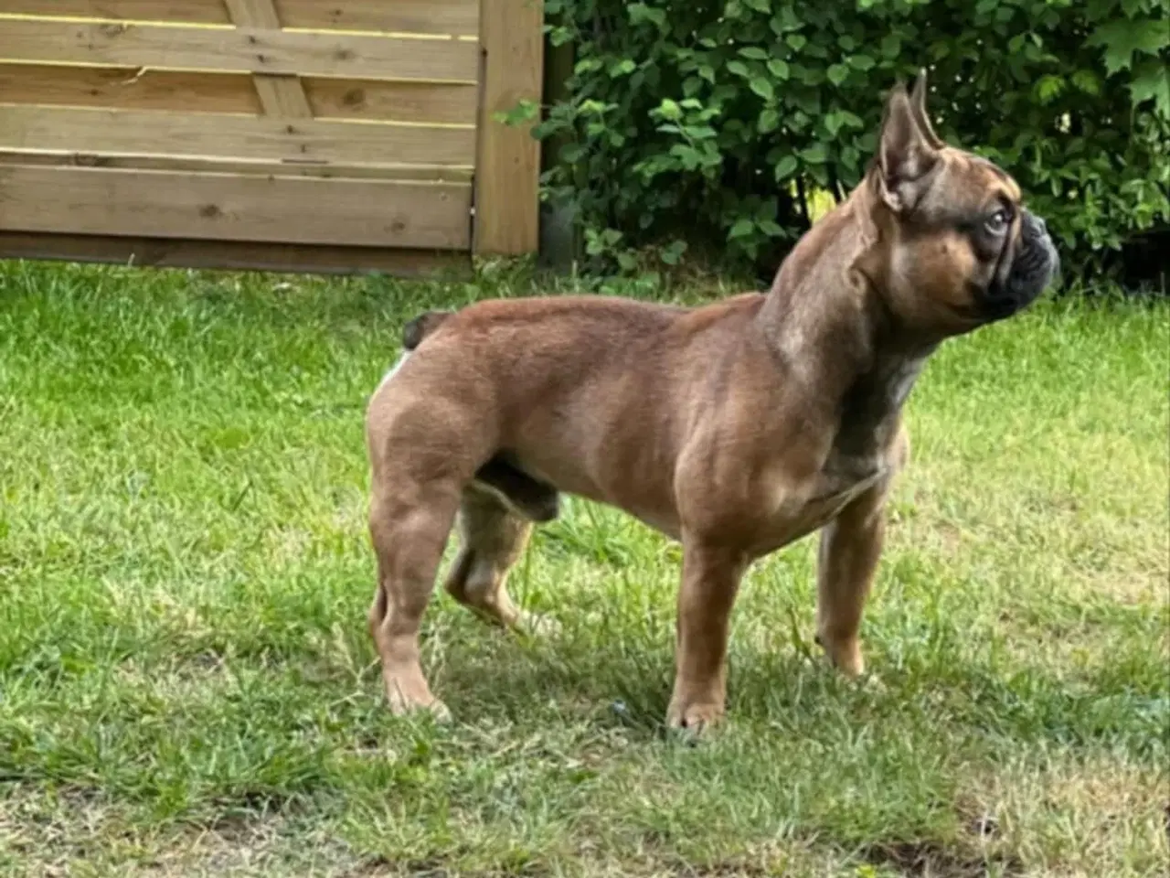 Billede 7 - Fransk Bulldog, Hanhund, 2 år 