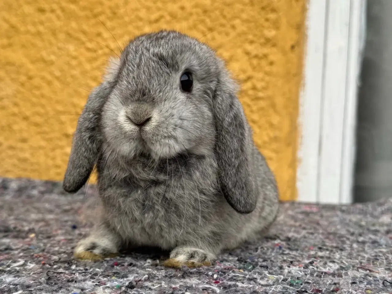 Billede 1 - Han Dværgvædder unge sælges 