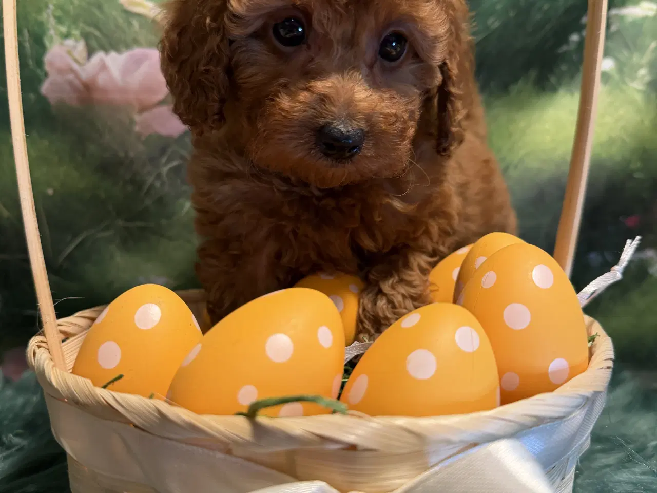 Billede 1 - 🐾maltipoo miniature 🐾