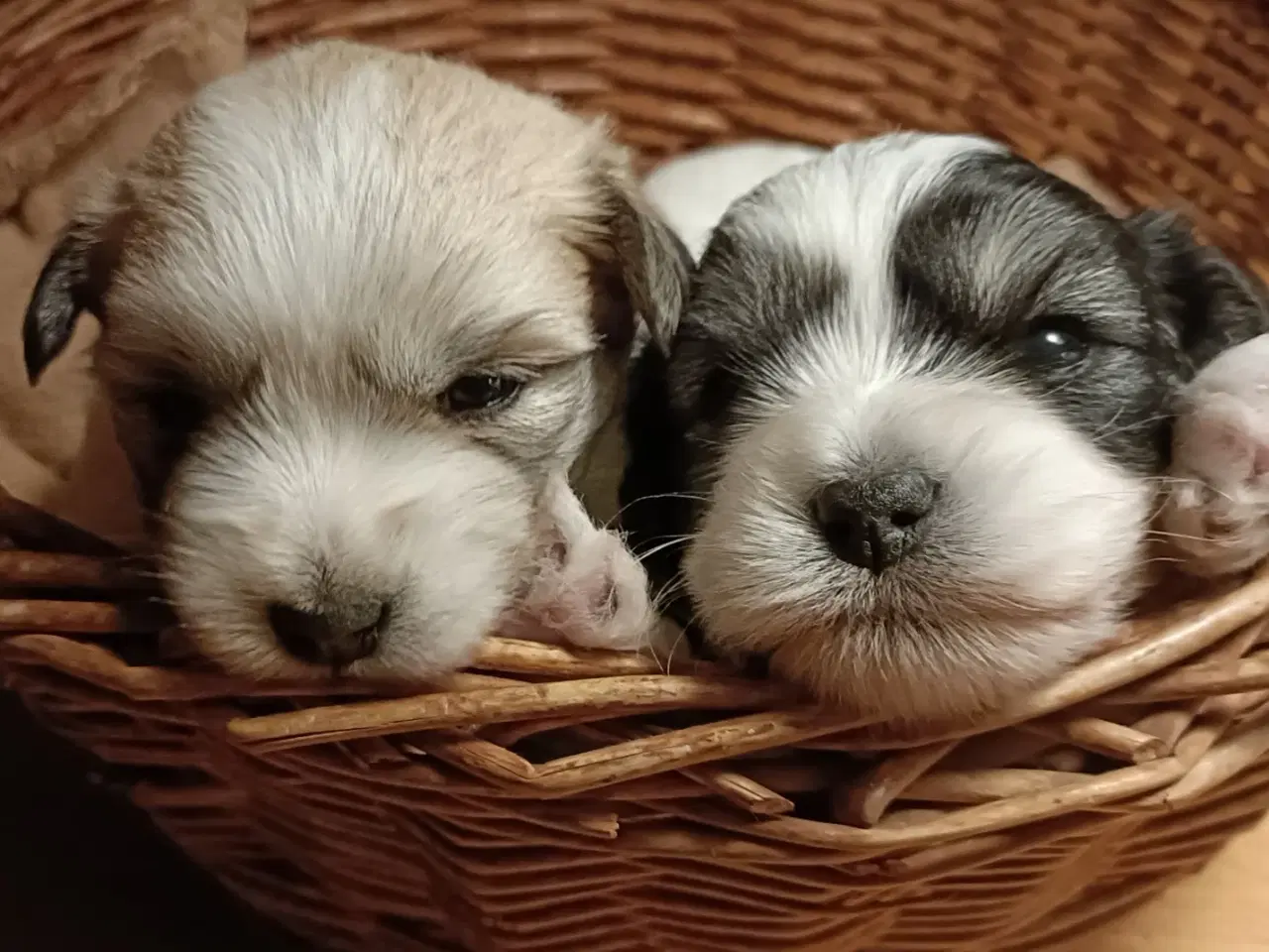 Billede 2 - Coton de Tulear hvalpe 