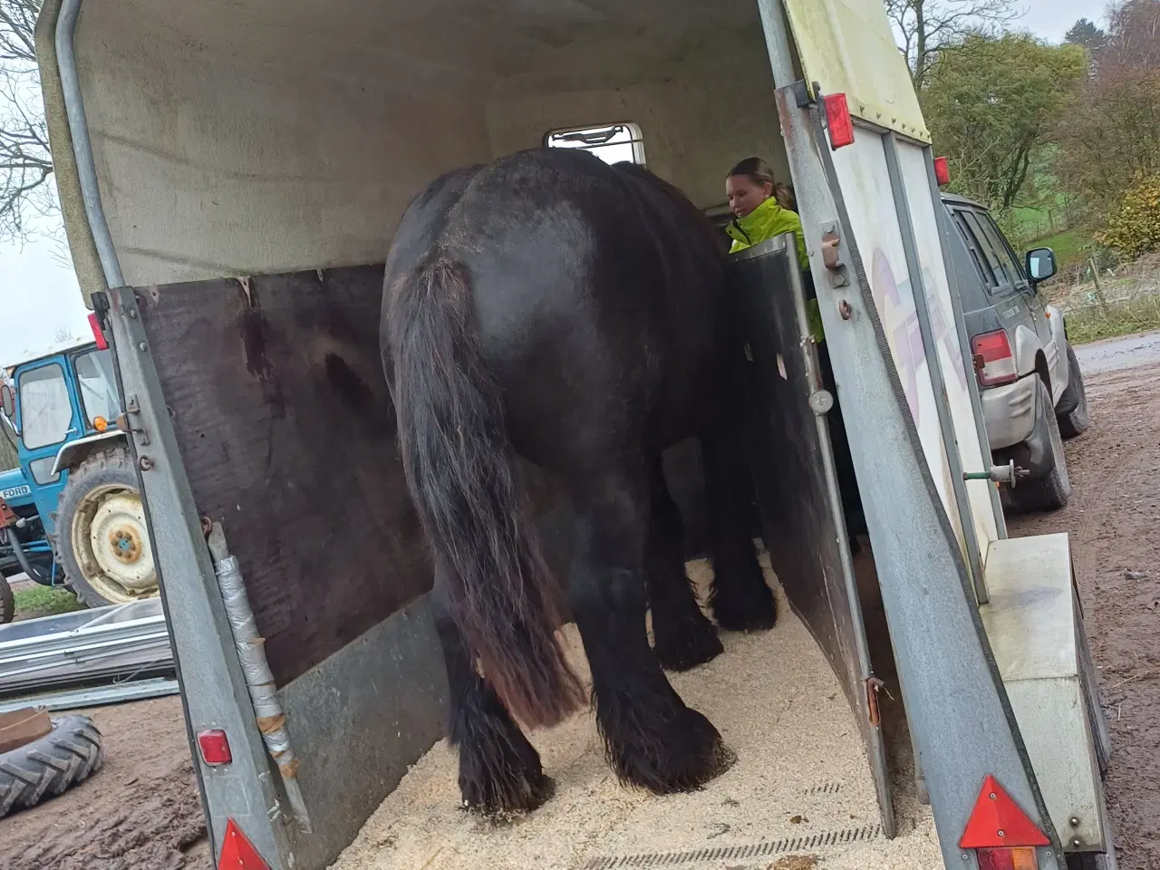 Billede 2 - Jysk hest, 2 års hingst