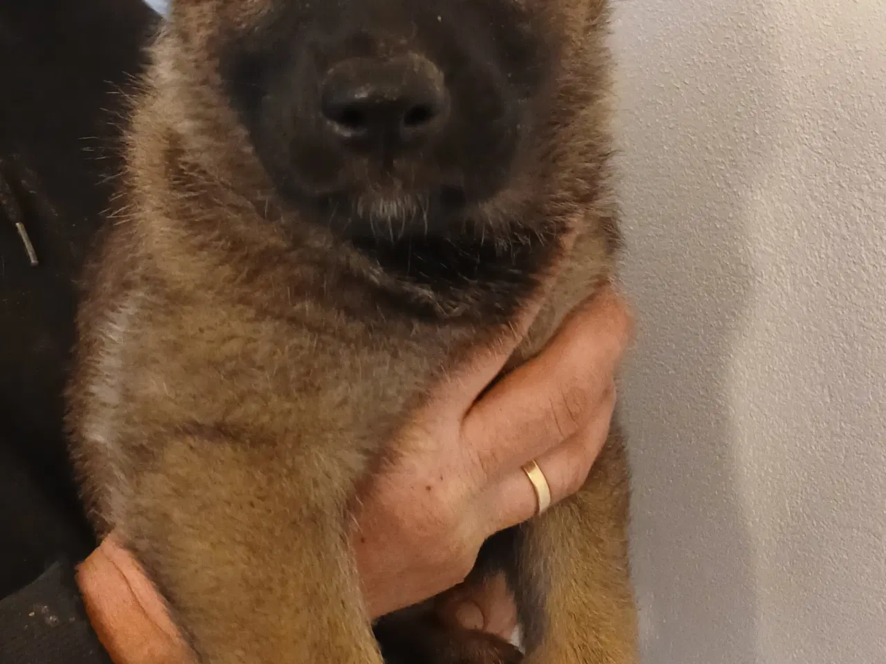 Billede 1 - Schæfer hvalp (tæve)