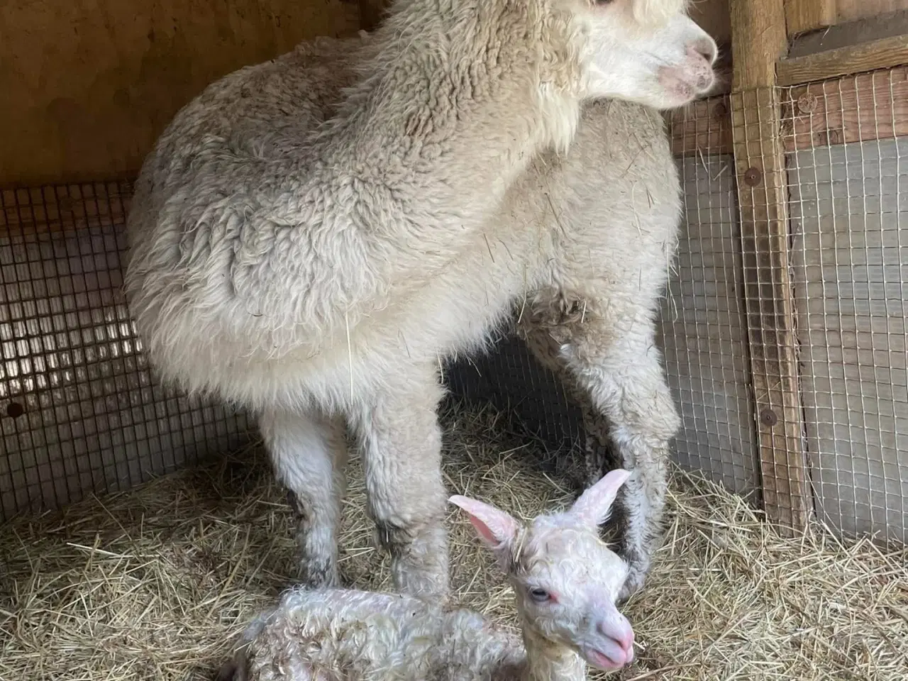 Billede 6 - Alpaca hingsteføl