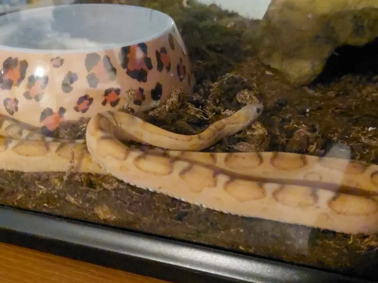 Billede 1 - Scaleless kornsnog han
