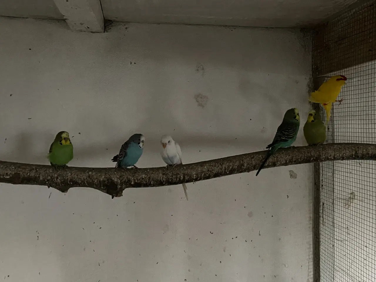 Billede 4 - Undulater fra 2025