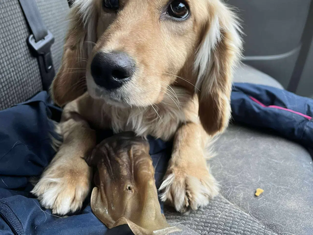 Billede 1 - Muffin søger familie. 