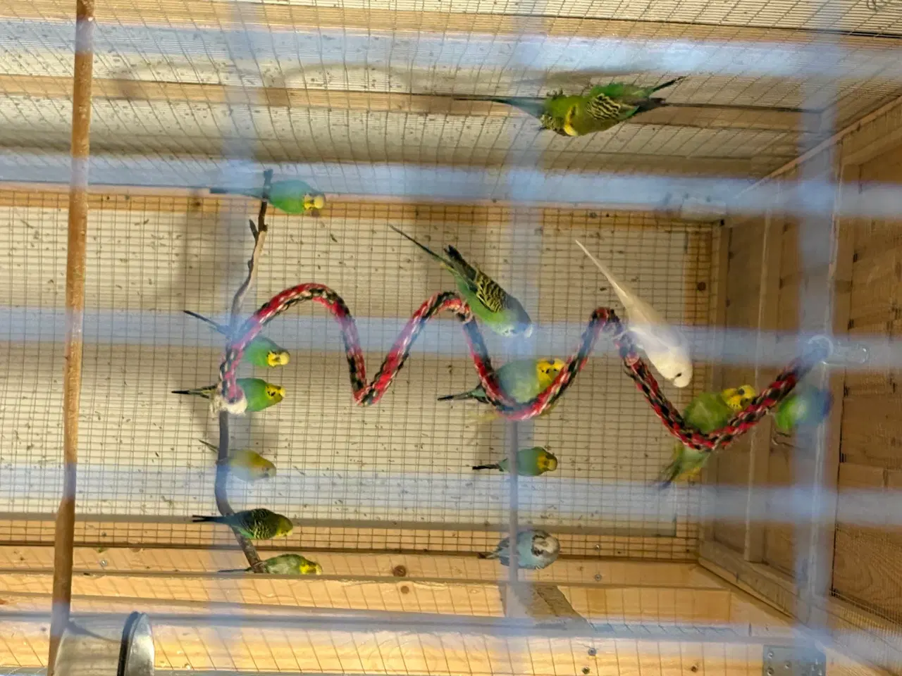 Billede 3 - Grønne undulater og 2 gule 