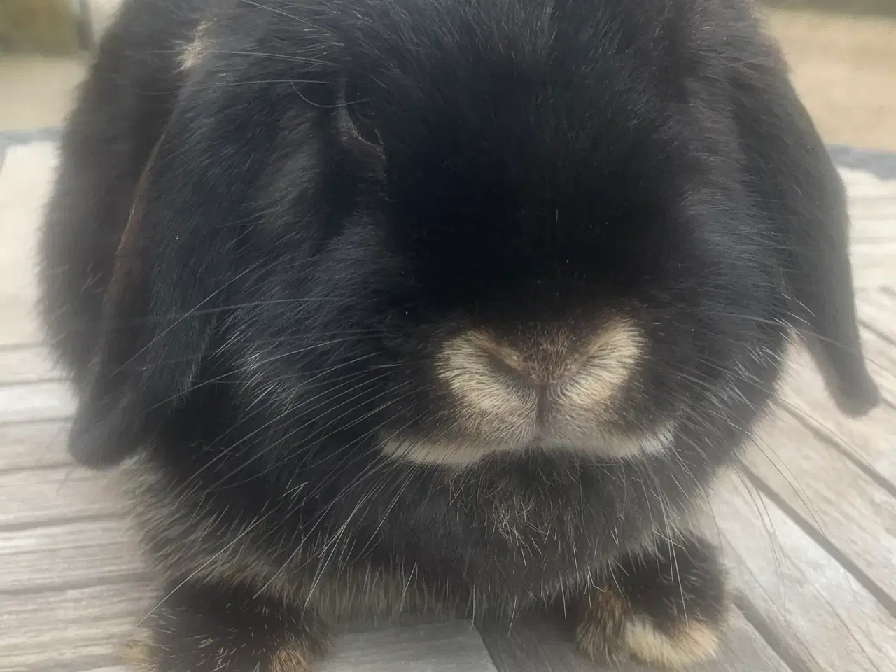Billede 2 - Minilops hun