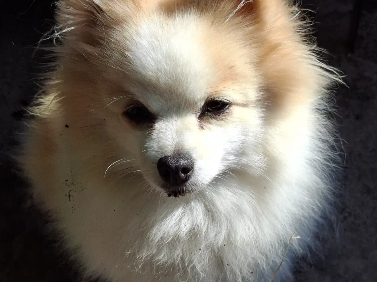 Billede 8 - Pommeranian og cavalier søger nyt hjem