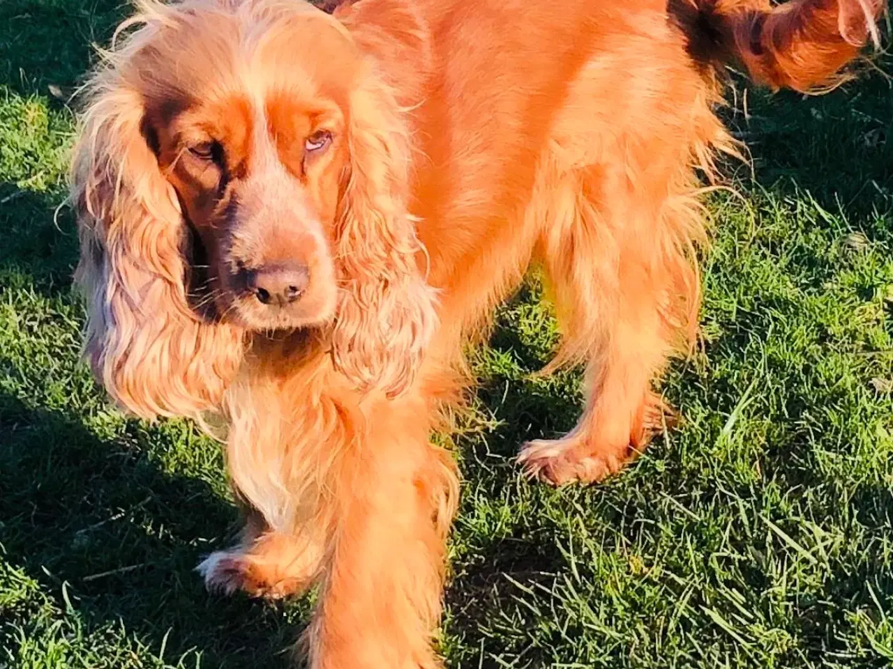 Billede 16 - Engelsk Cocker spaniel
