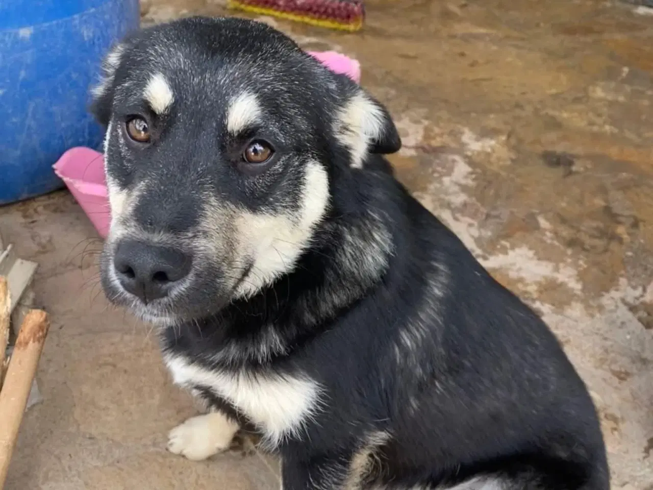 Billede 6 - Skønne Zigga søger efter sit aller første hjem