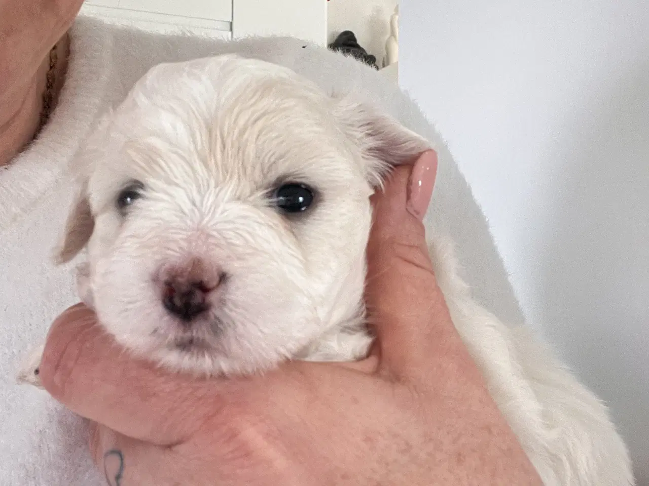 Billede 6 - Coton De Tulear FYN