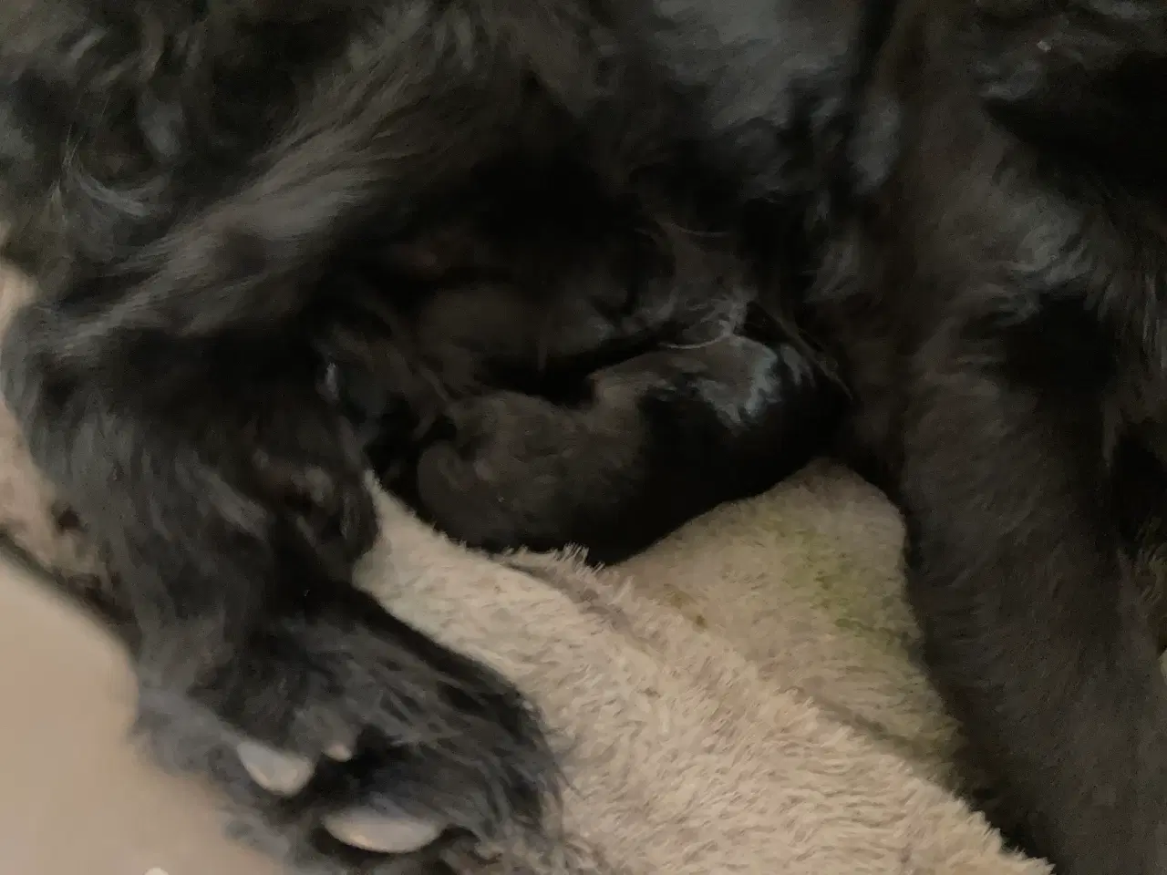 Billede 3 - Søde hvalpe 