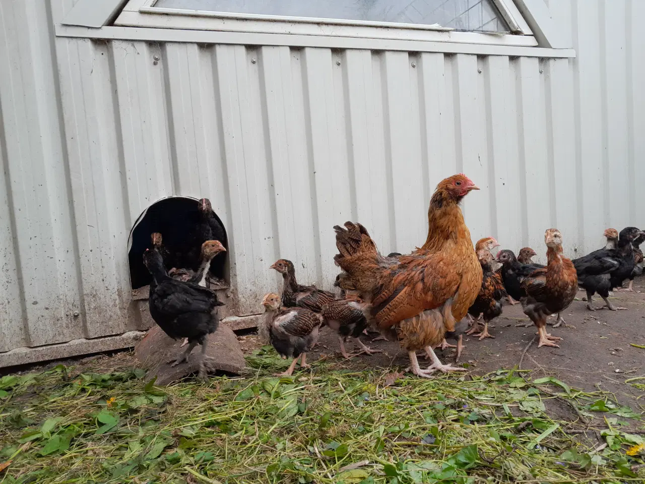 Billede 1 - kyllinger Barnevelder skovhøns