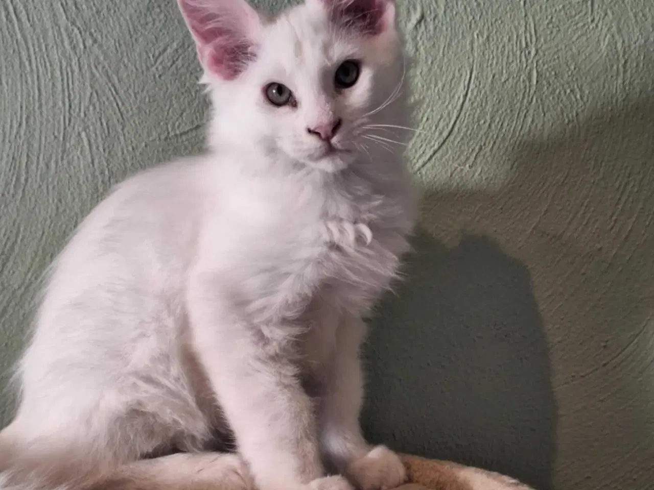 Billede 4 - Maine Coon killing m/stamtavle 