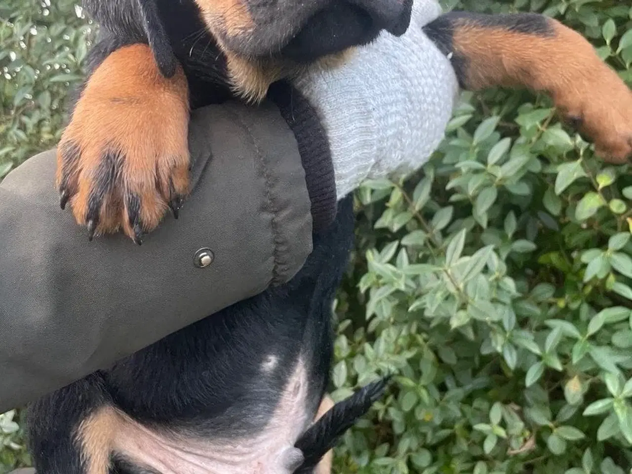 Billede 8 - Rottweiler blanding