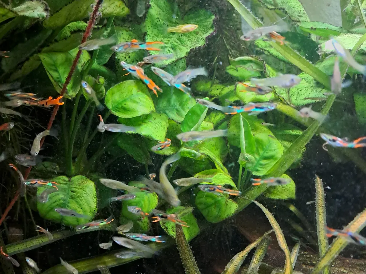 Billede 2 - Mix endler guppy 